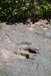 Dinosaur track [sat sep 15 13:15:34 mdt 2018]